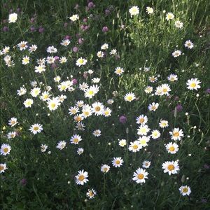 Meet your Posher, Naomi